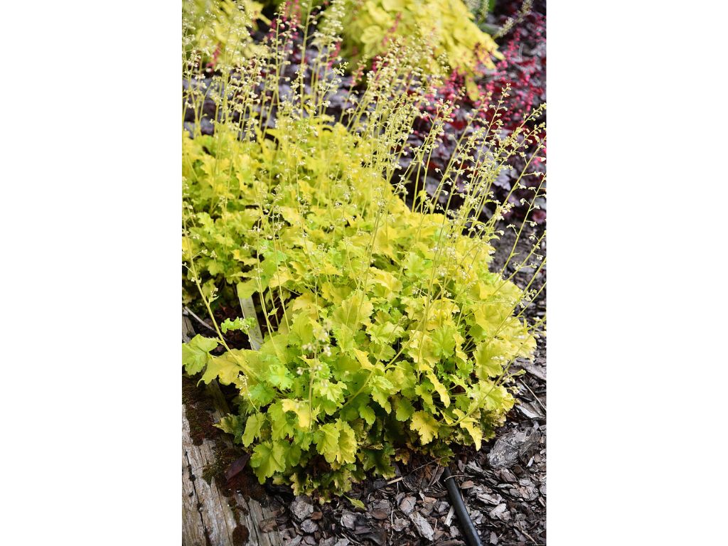 Trvalky Heuchera Lime Rickey(3)