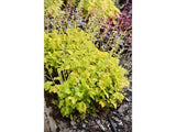 Trvalky Heuchera Lime Rickey(3)
