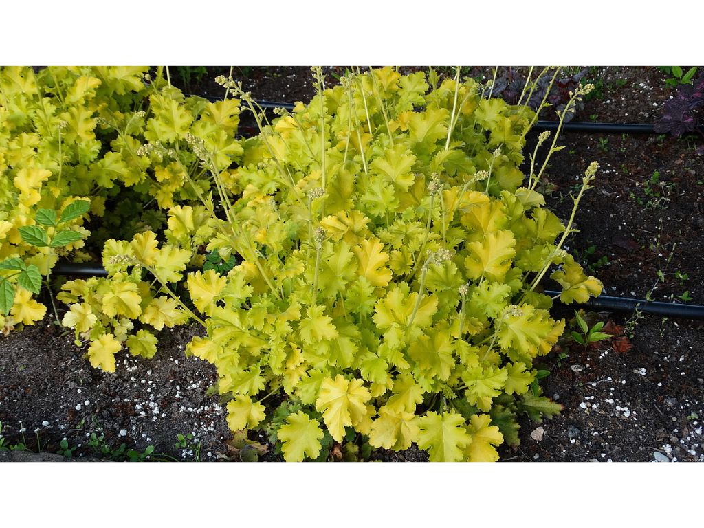 Trvalky Heuchera Lime Rickey(4)