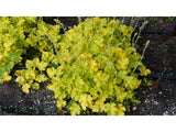Trvalky Heuchera Lime Rickey(4)