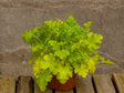 Trvalky Heuchera Lime Rickey