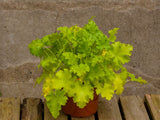 Trvalky Heuchera Lime Rickey