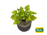 Trvalky Heuchera Lime Rickey(1)
