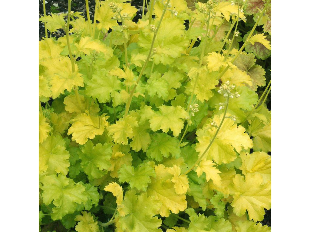 Trvalky Heuchera Lime Rickey(2)