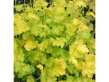 Trvalky Heuchera Lime Rickey(2)