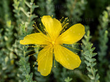 Trvalky Ľubovník mnoholistý Grandiflorum(5)