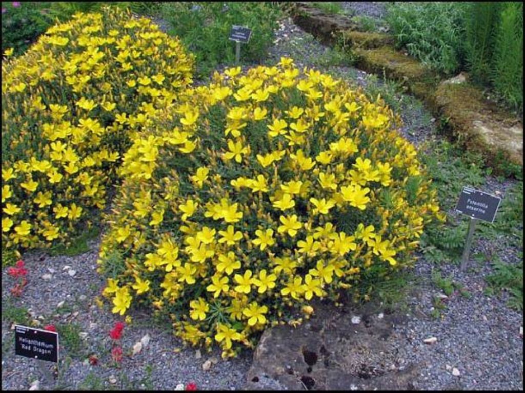 Trvalky Ľubovník mnoholistý Grandiflorum(3)