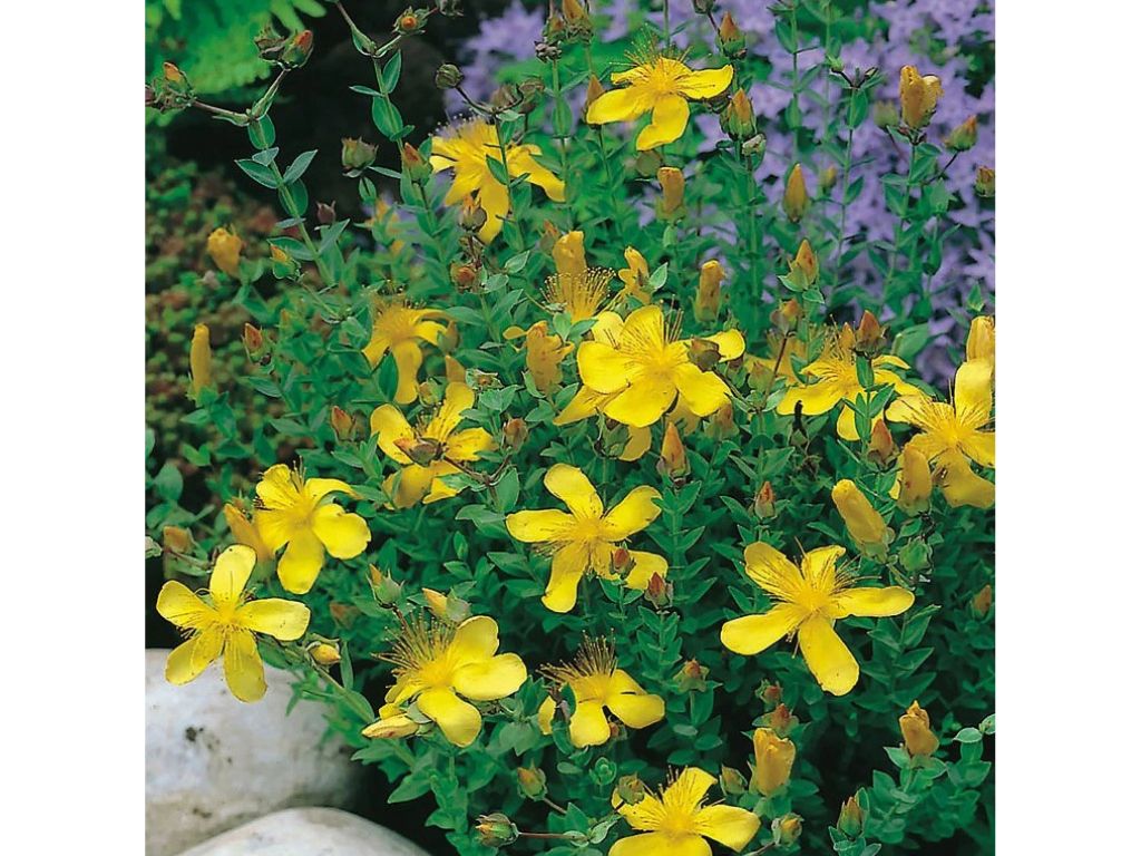 Trvalky Ľubovník mnoholistý Grandiflorum(4)