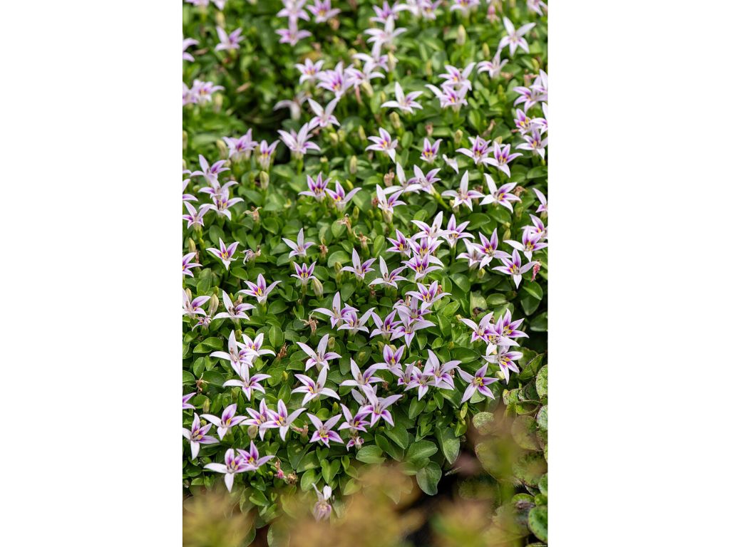 Trvalky Hypsela reniformis(3)