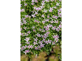 Trvalky Hypsela reniformis(3)