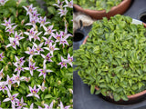 Trvalky Hypsela reniformis(1)