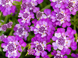 Trvalky Iberka vždyzelená Absolutely Amethyst(3)