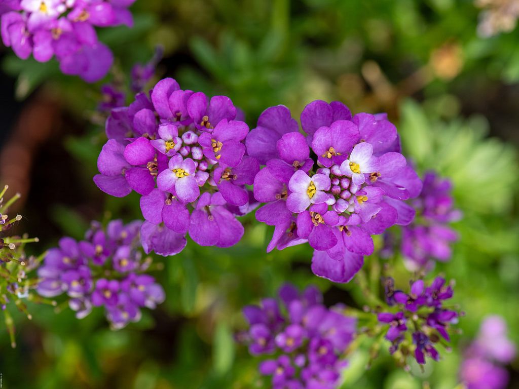Trvalky Iberka vždyzelená Absolutely Amethyst(2)