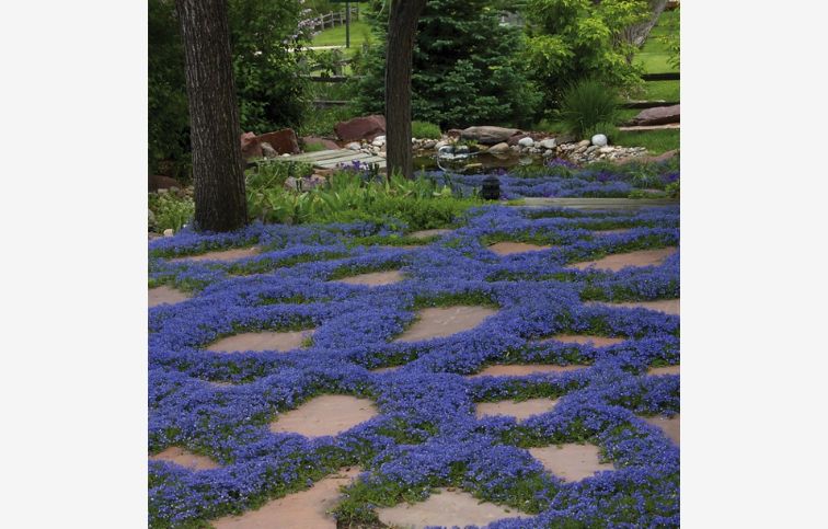 Trvalky Izotoma fluviatilis Dark Blue(2)
