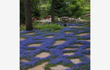 Trvalky Izotoma fluviatilis Dark Blue(2)