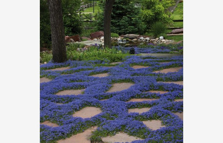 Trvalky Izotoma fluviatilis Dark Blue(2)