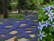 Trvalky Izotoma fluviatilis Dark Blue(1)