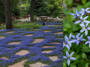 Trvalky Izotoma fluviatilis Dark Blue(1)