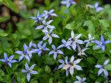 Trvalky Izotoma fluviatilis Dark Blue