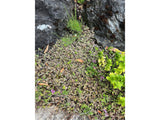 Trvalky Machovec Platts Black(8)