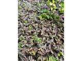 Trvalky Machovec Platts Black(10)
