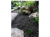Trvalky Machovec Platts Black(6)