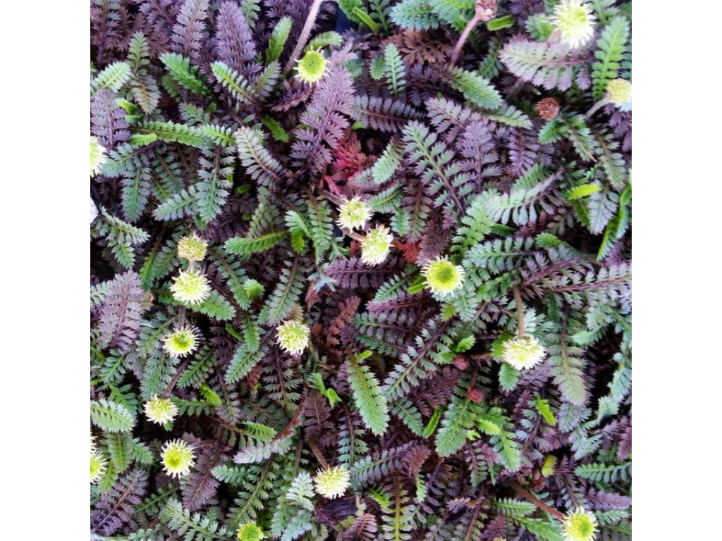 Trvalky Machovec Platts Black(7)