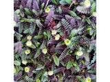 Trvalky Machovec Platts Black(7)