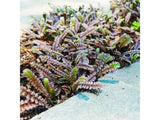 Trvalky Machovec Platts Black(3)