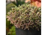 Trvalky Machovec Platts Black(11)
