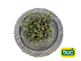 Trvalky Machovec Platts Black(4)