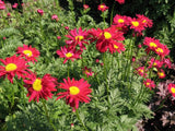 Trvalky Margaréta Robinson's Red (3)