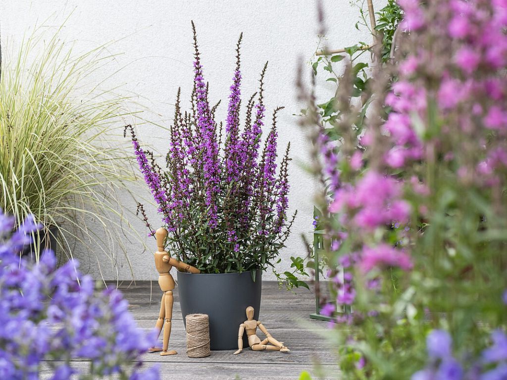 Trvalky Vrbica Luminara Lilac