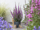 Trvalky Vrbica Luminara Lilac