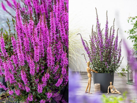 Trvalky Vrbica Luminara Lilac(2)
