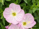 Trvalky Pupalka Siskiyou Pink(3)