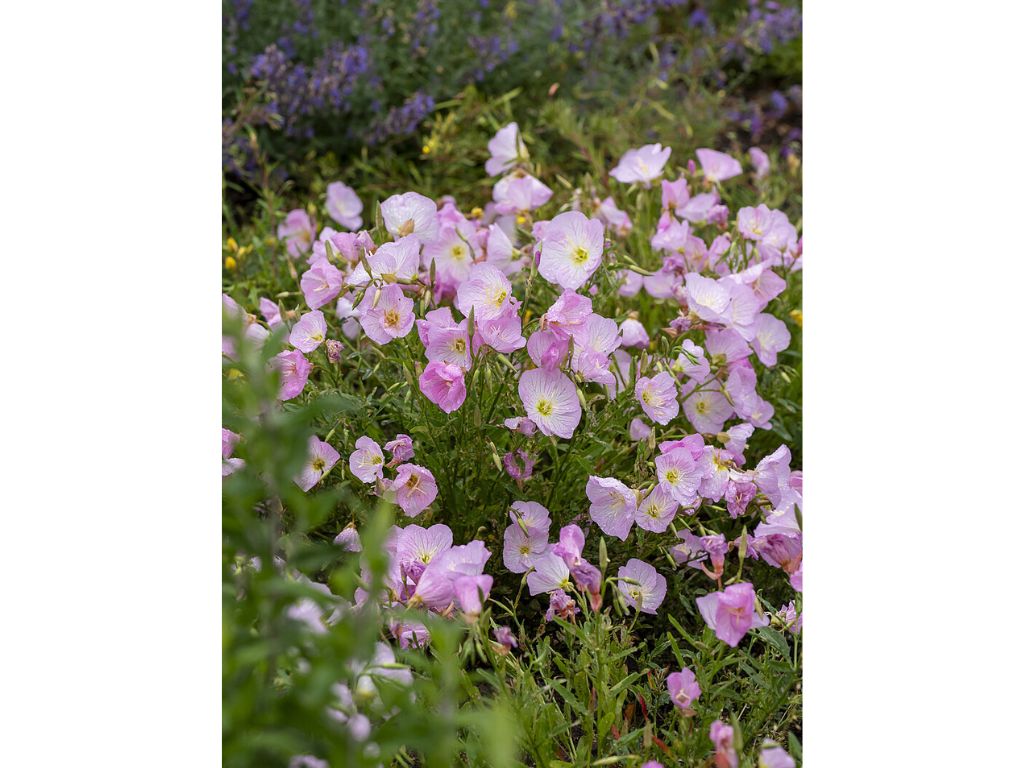 Trvalky Pupalka Siskiyou Pink(1)
