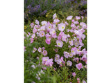 Trvalky Pupalka Siskiyou Pink(1)