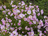Trvalky Pupalka Siskiyou Pink
