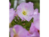 Trvalky Pupalka Siskiyou Pink(4)