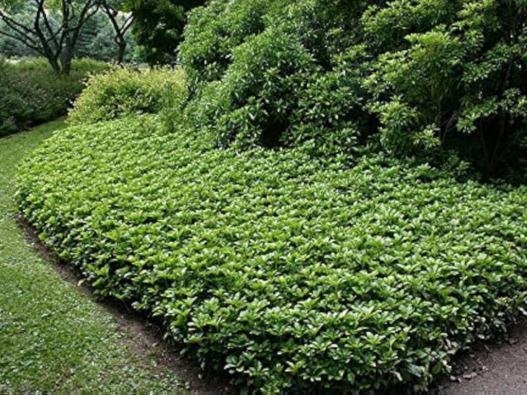 Pachysandra vrcholová Green Sheen(4)