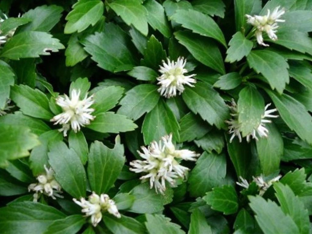 Pachysandra vrcholová Green Sheen(5)