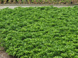Pachysandra vrcholová Green Sheen(1)