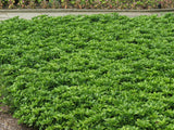 Pachysandra vrcholová Green Sheen(1)