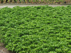 Pachysandra vrcholová Green Sheen(1)