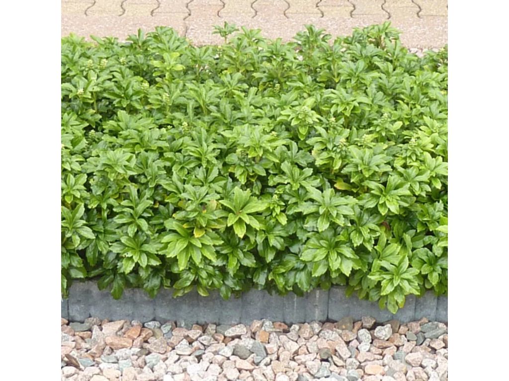 Pachysandra vrcholová Green Sheen(3)