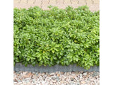 Pachysandra vrcholová Green Sheen(3)