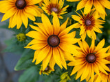 Trvalky Rudbekia SmileyZ Grace(3)