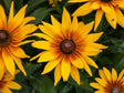 Trvalky Rudbekia SmileyZ Grace(5)