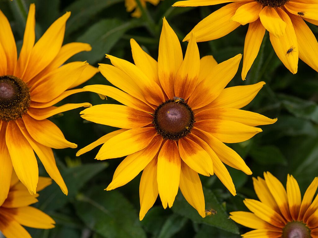 Trvalky Rudbekia SmileyZ Grace(5)